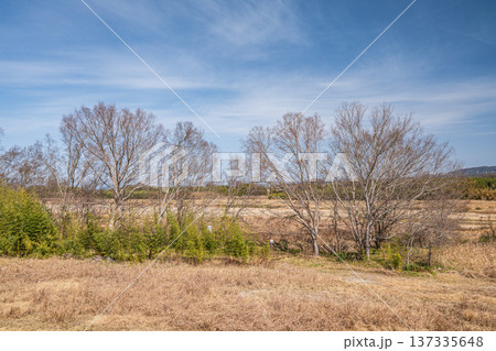木津川左岸の河川敷風景 京都府京田辺市 木津川左岸の河川敷風景 京都府京田辺市 137335648