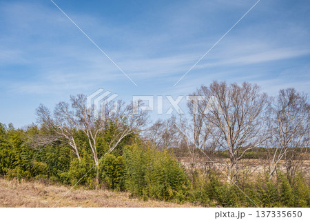 木津川左岸の河川敷風景　京都府京田辺市 137335650