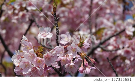 青空に映える満開の桜 青空に映える満開の桜 137335681