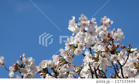 青空に映える満開の桜 137335694