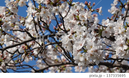 青空に映える満開の桜 137335695