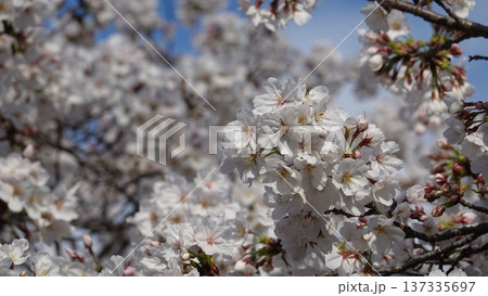 青空に映える満開の桜 137335697
