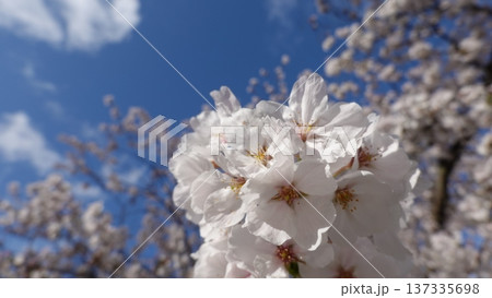 青空に映える満開の桜 137335698