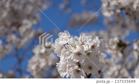 青空に映える満開の桜 137335699
