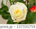 Beautiful white rose top view. Spiral petals in cream and yellow tones. Fresh cut flower with natural texture 137335758