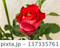 Vibrant red rose with yellow center blooming. fresh flower with green leaves.Romantic floral macro on neutral background 137335761
