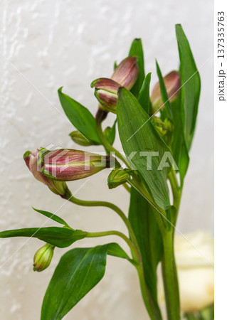 Flower buds with green leaves ready to bloom. Pink purple petals visible through closed buds. Natural botanical close-up Flower buds with green leaves ready to bloom. Pink purple petals visible through closed buds. Natural botanical close-up 137335763