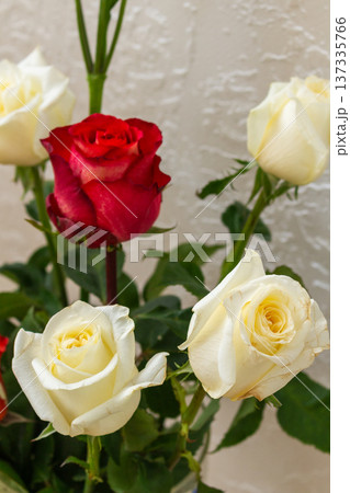 Beautiful bouquet with white roses and red roses. Green alstroemeria buds in clear vase. Romantic floral arrangement Beautiful bouquet with white roses and red roses. Green alstroemeria buds in clear vase. Romantic floral arrangement 137335766