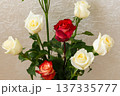 Cream white roses with red roses arrangement. Lily buds and green foliage in clear vase. Beautiful cut flowers 137335777
