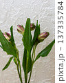 Pink and green alstroemeria flower buds with leaves. Unopened blooms on stems. Fresh flowers before blooming on light background 137335784
