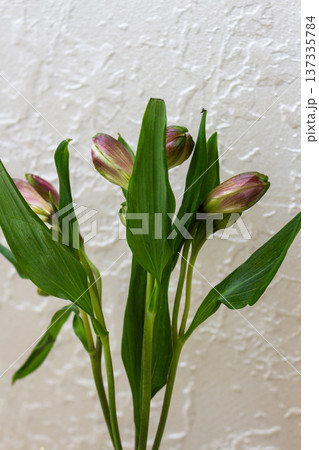 Pink and green alstroemeria flower buds with leaves. Unopened blooms on stems. Fresh flowers before blooming on light background 137335784