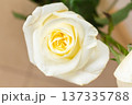Close-up of white rose with yellow center. Delicate cream petals spiral. Fresh flower macro shot with soft background. 137335788
