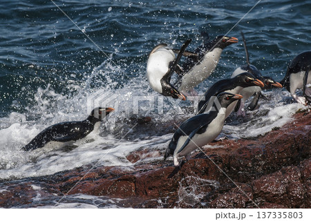 Rockhopper Penguin, Penguin Island,Puerto Deseado, Santa Cruz Province, Patagonia Argentina Rockhopper Penguin, Penguin Island,Puerto Deseado, Santa Cruz Province, Patagonia Argentina 137335803