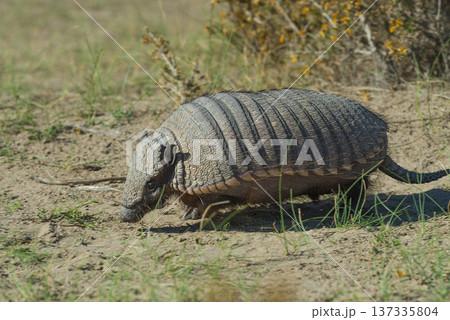 Hairy Armadillo, in desert environment, Peninsula Valdes, Patagonia, Argentina Hairy Armadillo, in desert environment, Peninsula Valdes, Patagonia, Argentina 137335804