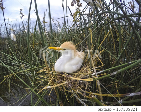 Cattle Egret, Bubulcus ibis, nesting, La Pampa Province, Patagonia, Argentina Cattle Egret, Bubulcus ibis, nesting, La Pampa Province, Patagonia, Argentina 137335821