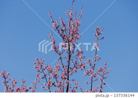青空に映えるピンクの梅の花 青空に映えるピンクの梅の花 137336144