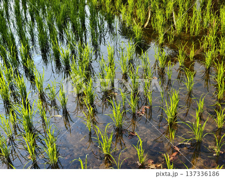 Young green rice seedlings growing in a flooded paddy field. 137336186