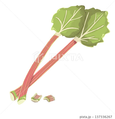 ルバーブのイラスト 137336267
