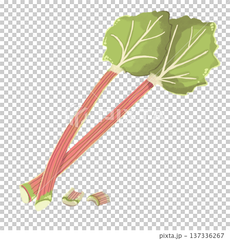 ルバーブのイラスト 137336267