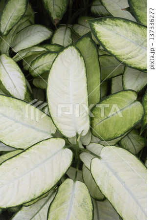 Dieffenbachia Tropic Marianne tropical foliage background, vertical format 137336277