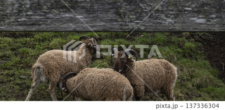 Herd of castlemilk moorit sheep grazing in a meadow in the countryside Herd of castlemilk moorit sheep grazing in a meadow in the countryside 137336304