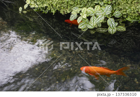 Goldfish swimming in a pond with green leaves in the background 137336310