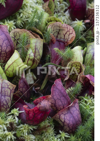 Sarracenia trumpet pitchers, vertical format Sarracenia trumpet pitchers, vertical format 137336312