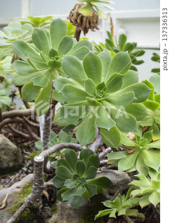 Aeonium arboreum ornamental succulent plant 137336313