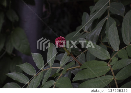 Close up of unopened tropical red powder puff flower 137336323
