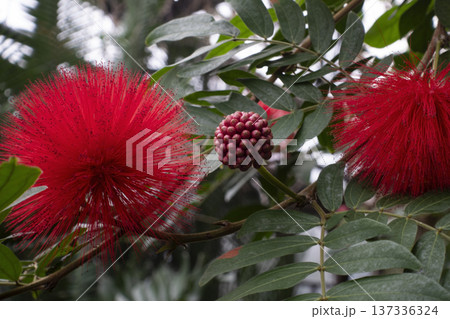 Close up of Calliandra haematocephala flower. Tropical red powder puff flower 137336324