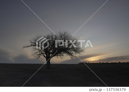 Flowered field in the Pampas Plain, La Pampa Province, Patagonia, Argentina. 137336379