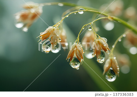朝露がきらめく瑞々しい植物とやさしい光に包まれた朝の自然背景 137336383