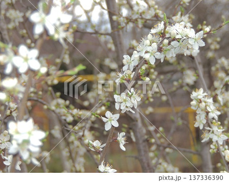 Beautiful delicate background of blooming spring branches of a fruit tree in the garden on a cloudy day, close-up of a branch with white flowers on a blurred background of an orchard in springtime Beautiful delicate background of blooming spring branches of a fruit tree in the garden on a cloudy day, close-up of a branch with white flowers on a blurred background of an orchard in springtime 137336390