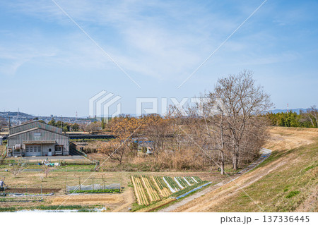 春の田園風景 京都府京田辺市 春の田園風景 京都府京田辺市 137336445