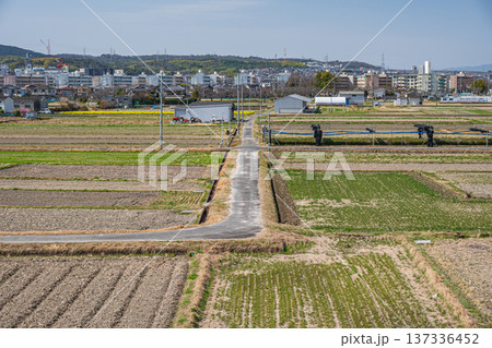 春の田園風景　京都府京田辺市 137336452