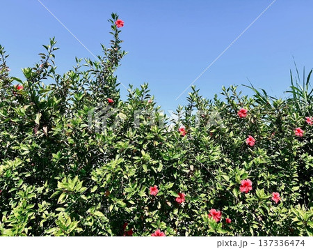 青空とハイビスカスの南国の花 青空とハイビスカスの南国の花 137336474
