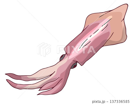Raw squid icon. Seafood drawing. Wild marine fauna Raw squid icon. Seafood drawing. Wild marine fauna 137336585