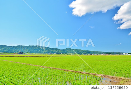 緑一面夏の田園風景 137336620