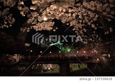 夜桜越しに望む岡崎城と橋のライトアップ風景 137336628