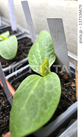 Close up of cucumber seedling growing in plastic pot with soil. Early stage vegetable plant with cotyledon leaves and first true leaf developing in container gardening and home vegetable cultivation. Close up of cucumber seedling growing in plastic pot with soil. Early stage vegetable plant with cotyledon leaves and first true leaf developing in container gardening and home vegetable cultivation. 137336670
