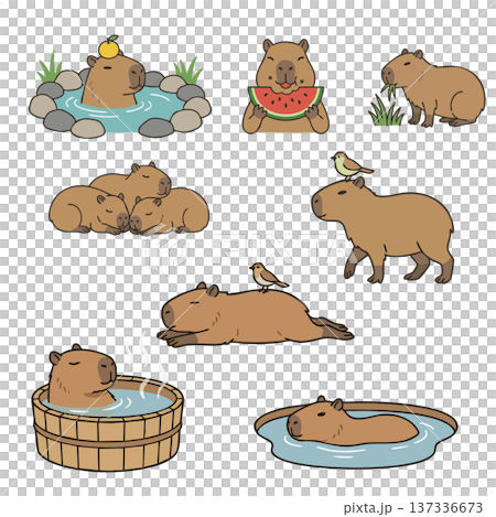 一群可愛的水豚在溫泉裡放鬆地吃西瓜 137336673