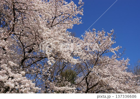 青空と満開の桜 青空と満開の桜 137336686