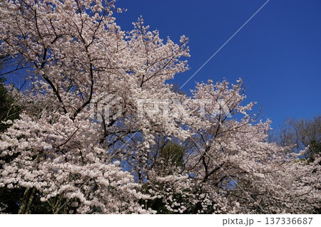 青空と満開の桜 137336687