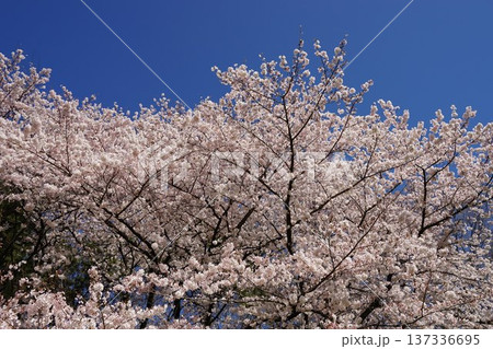 青空と満開の桜 青空と満開の桜 137336695