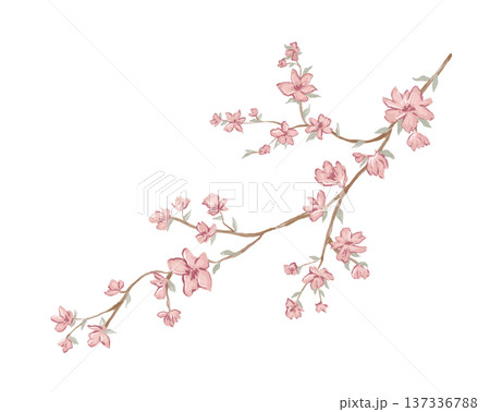 Aquarelle floral branch with painted watercolour pink flowers and leaves isolated on white 137336788