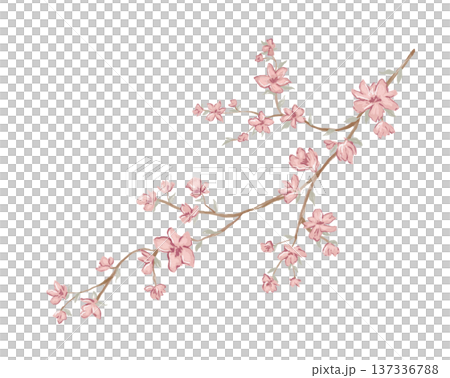 Aquarelle floral branch with painted watercolour pink flowers and leaves isolated on white 137336788