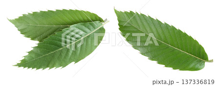 Leaves of sweet chestnut tree isolated on white background. Top view. Flat lay Leaves of sweet chestnut tree isolated on white background. Top view. Flat lay 137336819