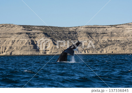 Sohutern right whale jumping, endangered species, 137336845