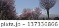 日本の春の絶景、雪山を背にした美しい桜の風景 137336866