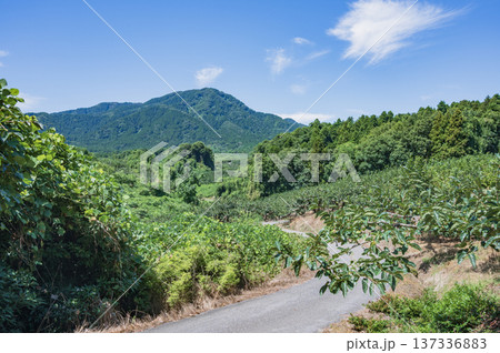 新潟　角田山山麓の景色 137336883